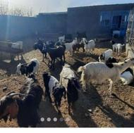 11 راس بز دورگ پاکستانی شیروار