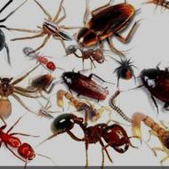 مشاوره دفع و نابودی حشرات و جانوران موذی