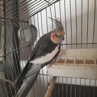 عروس هلندی