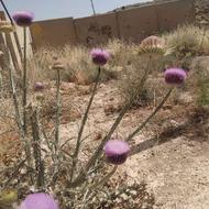 فروش گل گوهری ...کیلویی