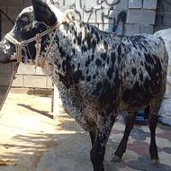 گوساله نر کراس
