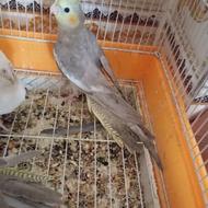 عروس هلندی نر 2ماهه