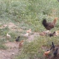 15عدد جوجه محلی کورچ شو زیر مرغی