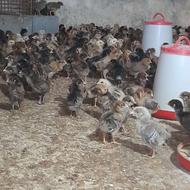 فروش 450 عدد جوجه گلپایگانی 13 روزه قیمت کاسبی