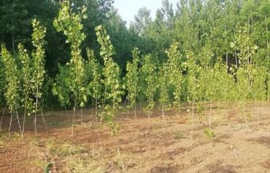 زمین1250متر با صنوبر2ساله صومعه سرا