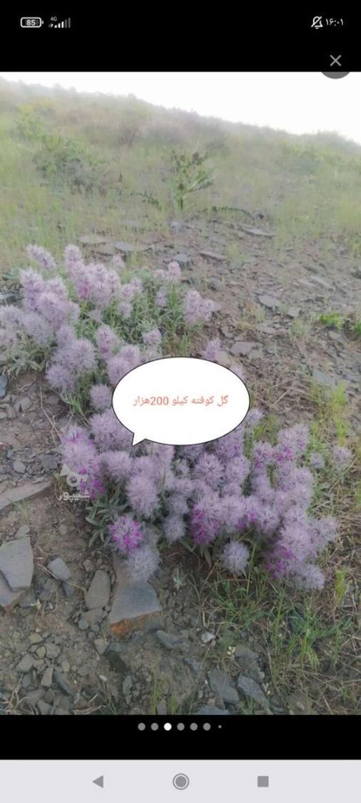 آذربع وگل کوفته کوهی تازه چیده شده گل کوفته خشک شده بسته ای