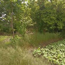 فروش ویلا 2000 متر در جاده اصلی