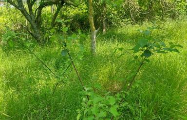 باغ هفت هزار متری در شکتا