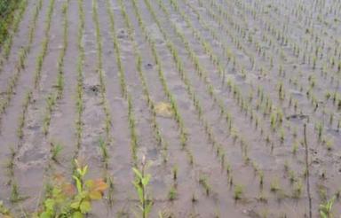 فروش زمین کشاورزی 2400 متر درروستای کلان کلایه