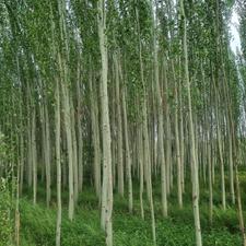 جنگل سرسبز بیناری بادرختان سبز وآب وبرق3000متر