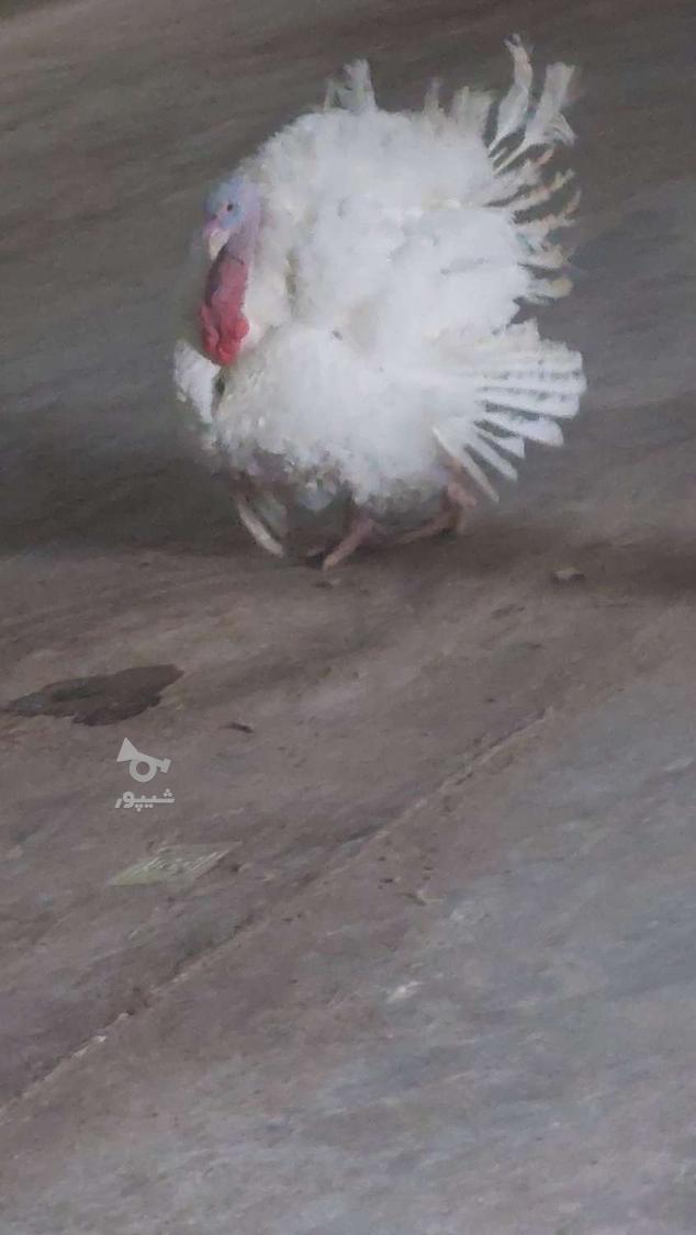 کارگر مرغداری گوشتی هستم - undefined