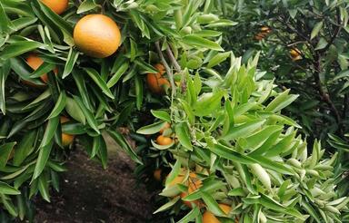 2300 متر سند دار داخل بافت بر اصلی جاده بهنمیر