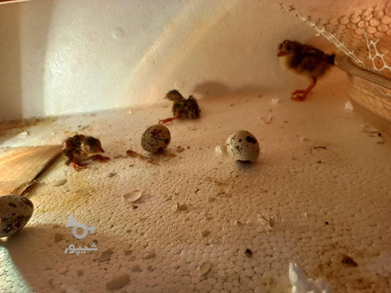 شراکت در جوجه کشی غاز اردک بوقلمون انواع پرندگان