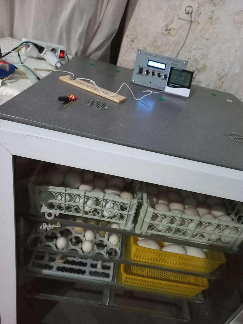 شراکت در جوجه کشی غاز اردک بوقلمون انواع پرندگان