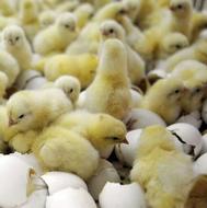 جوجه گوشتی /محلی گلپایگان/ اردک/ تخم نطفه دار