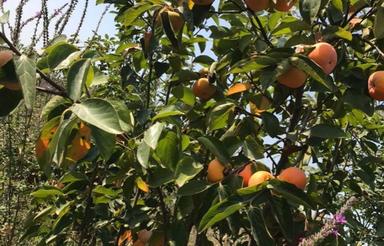 فروش زمین باغی 3250 متر در کلوده