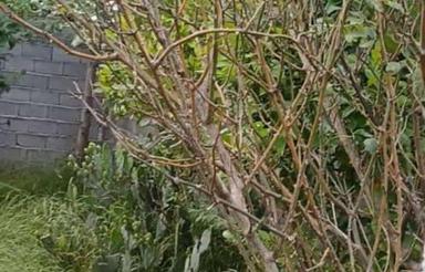 فروش زمین مسکونی 106 متر در ذغال چال