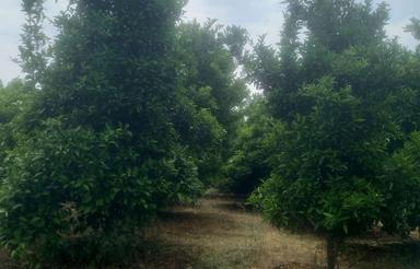 2500مترباغ دارای مجوز بنا برق کنار رودخانه مناسب هرفعالیتی