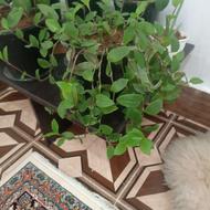 گل های طبیعی