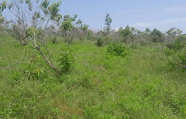 فروش زمین کشاورزی 3600 متر در پایین کولا