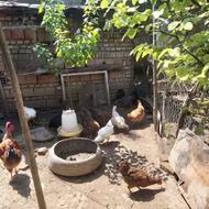 مرغ و خروس از بزرگ تا کوچیک از گردن لختی تا معمولی