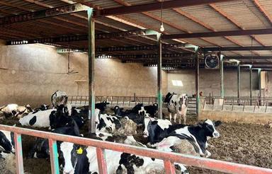 فروش صنعتی 8500 متر در ورامین