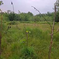 فروش زمین 220 متر درروستا پیرپشته گلسفید