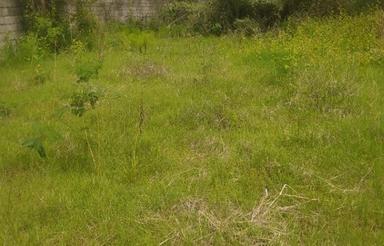 فروش زمین مسکونی 370 متر در مرکز شهر - چمخاله