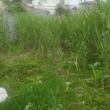 فروش زمین مسکونی 353 متری ساحلی در مرکز شهر - چمخاله