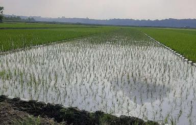 فروش زمین کشاورزی 920 متر در وسطی کلا