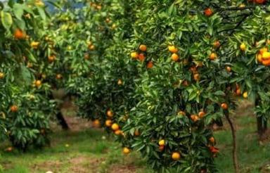 فروش باغ نارنگی 5700 متر جاده ساری نکا