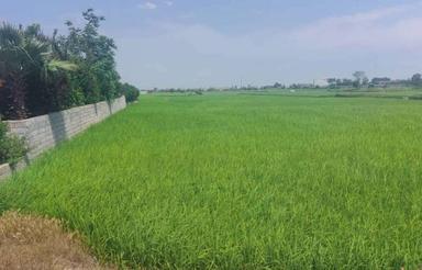 فروش زمین کشاورزی 6000 متر در اسپیاربن