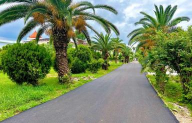  زمین️ سند تک برگ 6 دانگ