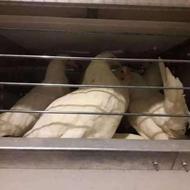 فروش مرغداری تخم گذار تمام اتوماتیک در مازندران