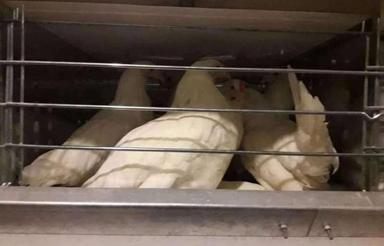 فروش مرغداری تخم گذار تمام اتوماتیک در مازندران