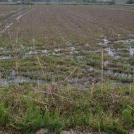 فروش زمین کشاورزی 7500 متر در جاده نالکیاشر