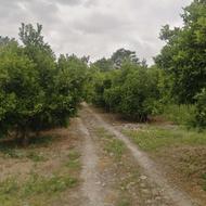 فروش زمین کشاورزی 9200 متر در انجیل نسام