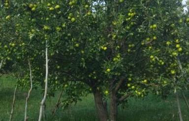 فروش خانەباغ 2000متر بر روی جاده سقز