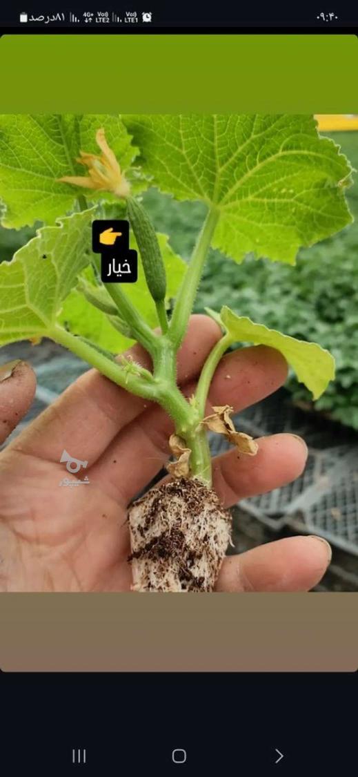 به 10 نفر نیروی کار درگلخانه نیازمندیم - bh3ad
