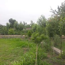 فروش زمین کشاورزی 500 متر در جاده بابل-بهنمیر