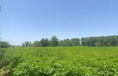 باغی داخل طرح در امامده