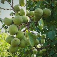 باغ گردو 1200 متری