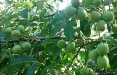 باغ گردو 900متری