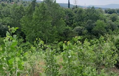 فروش زمین کشاورزی 1000 متر در وارد محله