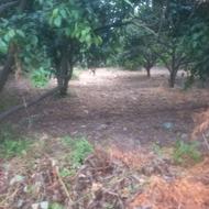 فروش زمین کشاورزی 1000 متر در کارتیج کلا