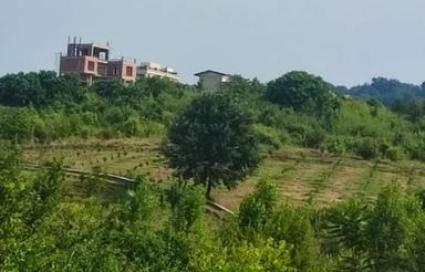 فروش 250متر باغ مرکبات مناسب برای ساخت خونه باغ جاده نظامی