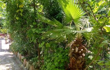 فروش زمین در روستای زیبای شکتا