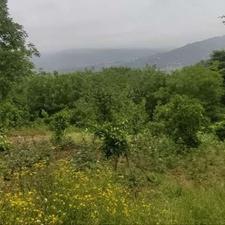 زمین 1000 متر - بر اصلی 22 متر - 200 متر تجاری - جاده کیاسر