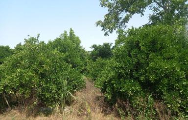 فروش زمین کشاورزی 1000 متر در جاده قائمشهر