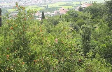 فروش زمین مسکونی 200 متری ویودار شهرودکلا